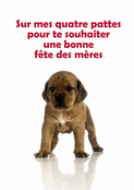 Sur mes quatre pattes pour ma maman